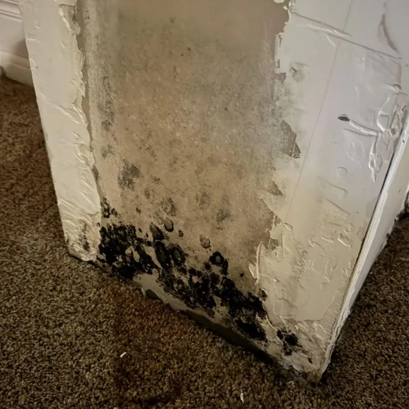 Professional Mold Removal in Brooklyn, IA